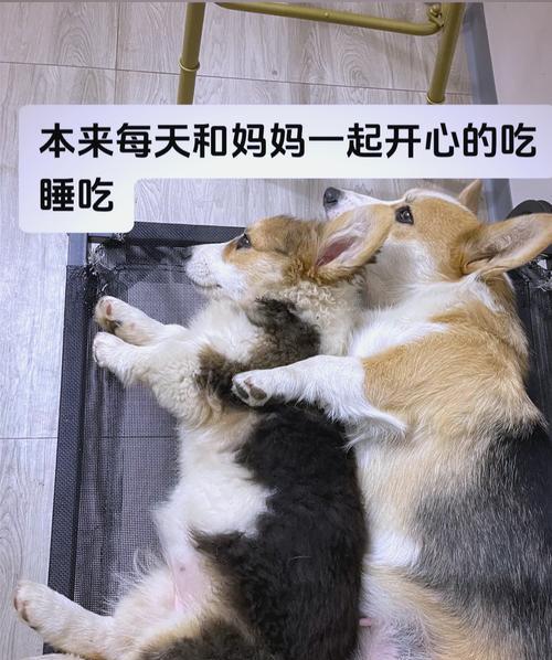 狗细小治愈后多久可以洗澡？（探究狗细小康复后的洗澡时间及注意事项）