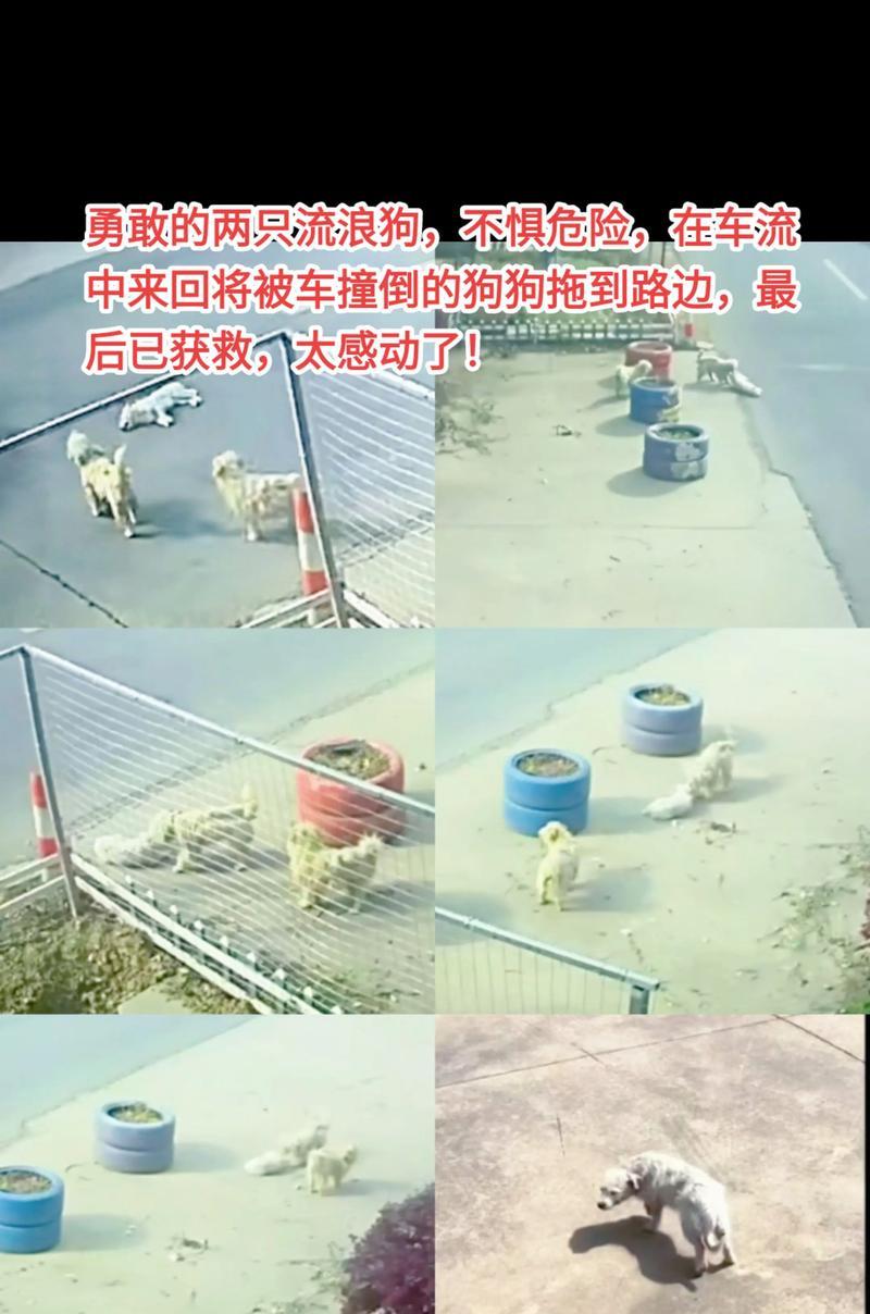 流浪狗的感恩之心（带回家的流浪狗将用一辈子报答你的爱）