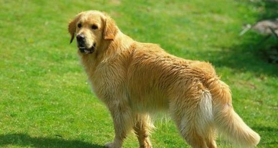 金毛犬价格介绍——一只纯种金毛犬的预算要多少？（探究金毛犬价格背后的因素及影响因素）