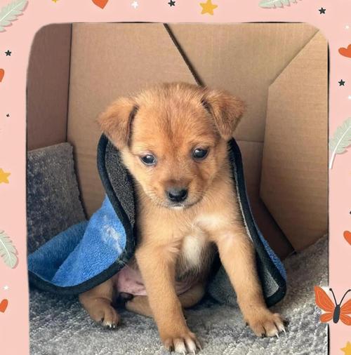 犬瘟神经症状及治疗方法（了解神经性犬瘟的临床表现与治疗策略）