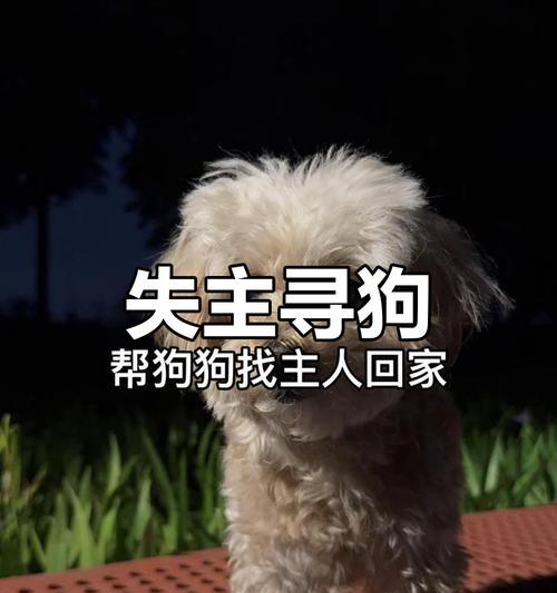 泰迪大姨妈周期及注意事项（了解泰迪大姨妈周期，关心宠物健康）