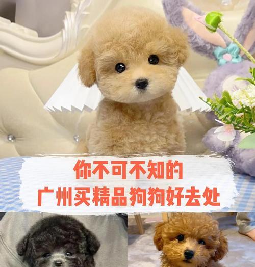 如何挑选适合的泰迪犬？（泰迪犬不能选的特征及如何避免之）