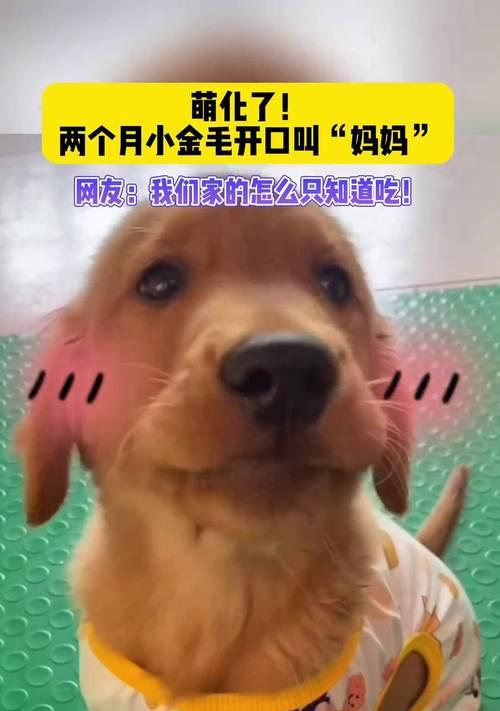 狗能自己叫多久？（探索狗叫声背后的奥秘）