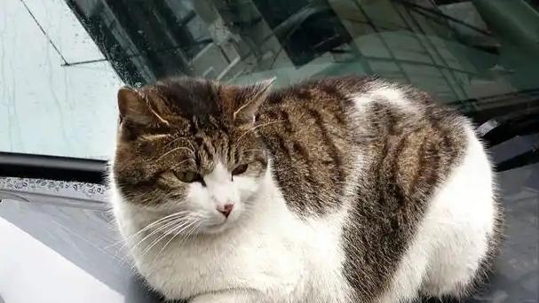 猫咪告别的6个征兆（注意观察，它可能在向你告别）