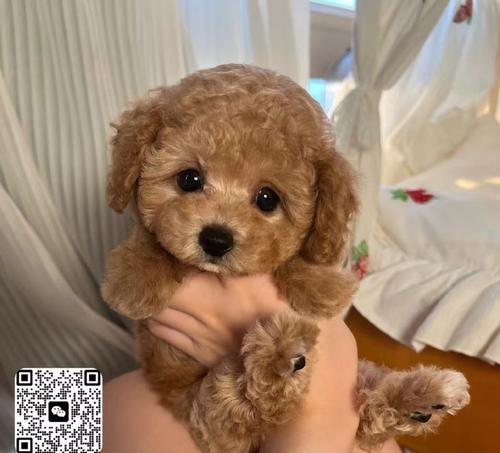灰色泰迪犬（探索为何灰色泰迪犬成为最贵的品种，从品相到稀缺性的因素分析）
