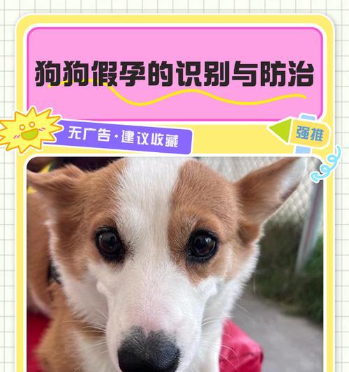 狗狗假怀孕（狗狗假怀孕的周期和特征，主人需要知道的关键信息）