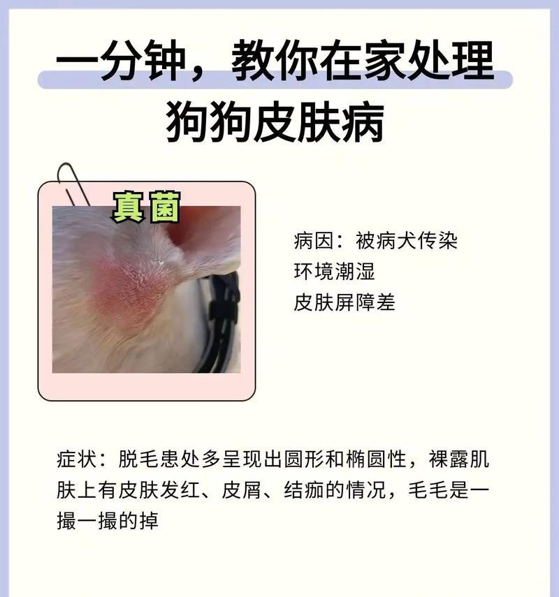 选择小型宠物狗的健康指南（寻找抵抗疾病的小型宠物狗，健康是关键）