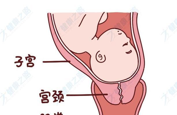 英牛犬顺产的关键要素（学会正确的准备和照顾，使英牛犬自然顺利分娩）