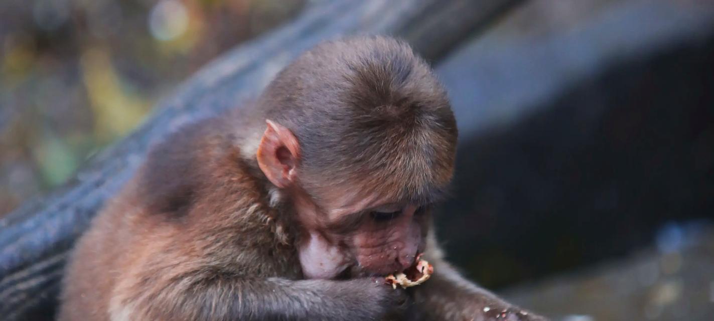 动物食盐摄入的影响（了解动物摄入盐的必要性及潜在风险）
