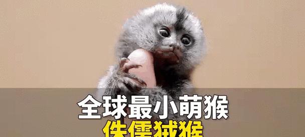 全球最小的萌猴（探索侏儒狨猴的奇妙世界）