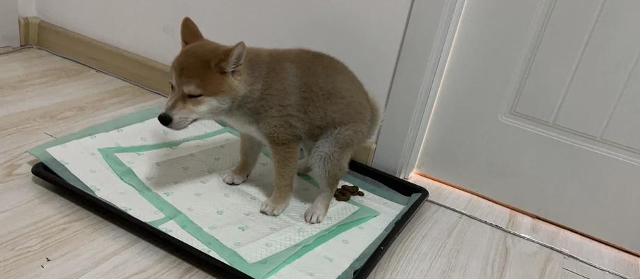 让你的狗学会在卫生间上厕所的秘诀（培养狗狗良好的卫生习惯，让生活更便利！）
