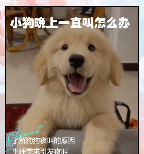 金毛幼犬发抖是怎么回事？（了解金毛幼犬发抖的原因及应对方法）