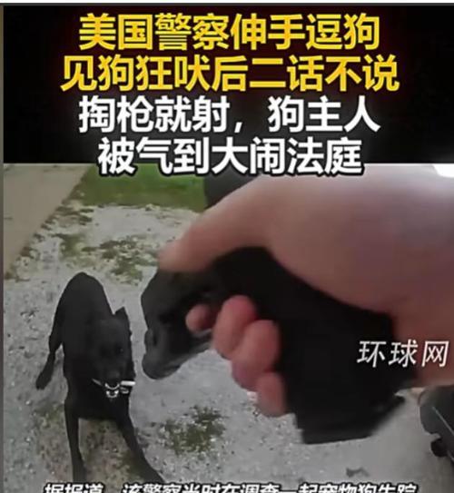 以撞死一条黑狗引发的争议（道德、责任与法律的交织）