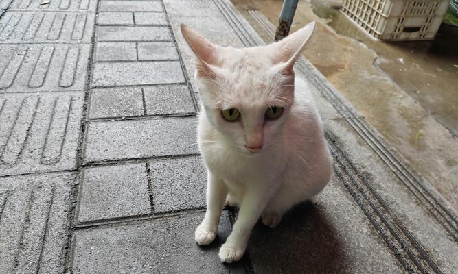 欢迎新成员（与白猫相伴的快乐时光）